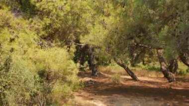 Antalya 'daki Türk Ormanı' ndan yürü. Ağaçlar ve gizemli türler. Yüksek kalite 4k görüntü