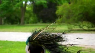 Güzel Peacock parkta kanatlarını açıyor. Yüksek kalite 4k görüntü