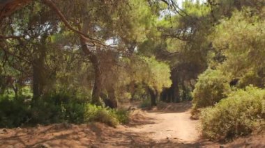 Antalya 'daki Türk Ormanı' ndan yürü. Ağaçlar ve gizemli türler. Yüksek kalite 4k görüntü