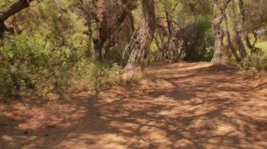 Antalya 'daki Türk Ormanı' ndan yürü. Ağaçlar ve gizemli türler. Yüksek kalite 4k görüntü