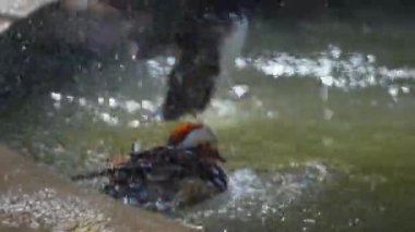 Mandarin ördeği gölde yıkanır, suya yakın çekim yapar. Yüksek kalite 4k görüntü