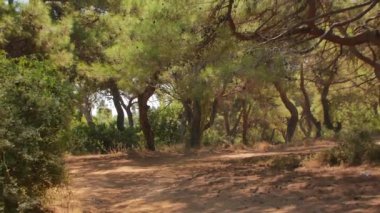 Antalya 'daki Türk Ormanı' ndan yürü. Ağaçlar ve gizemli türler. Yüksek kalite 4k görüntü