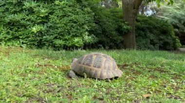 Parktaki yeşil çimlerin üzerinde bir kaplumbağa yürüyor. Yüksek kalite 4k görüntü