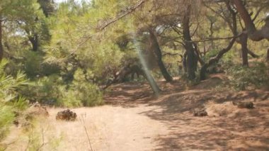 Antalya 'daki Türk Ormanı' ndan yürü. Ağaçlar ve gizemli türler. Yüksek kalite 4k görüntü