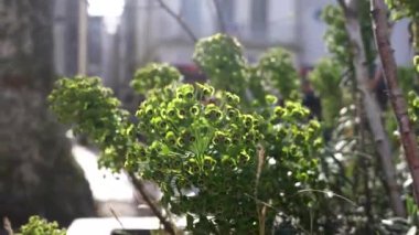 Saint-Malo, Fransa. Şehrin avluları ve mimarisi. Yüksek kalite 4k görüntü