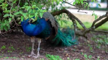 Güzel Peacock parkta kanatlarını açıyor. Yüksek kalite 4k görüntü