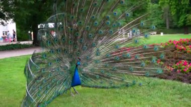 Güzel Peacock parkta kanatlarını açıyor. Yüksek kalite 4k görüntü
