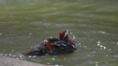 Mandarin ördeği gölde yıkanır, suya yakın çekim yapar. Yüksek kalite 4k görüntü