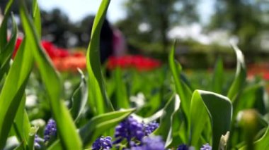 Keukenhof Park Hollanda 'daki lale çayırı. Yüksek kalite 4k görüntü