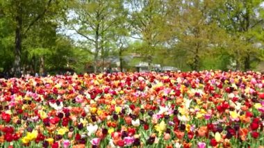 Keukenhof Park Hollanda 'daki lale çayırı. Yüksek kalite 4k görüntü
