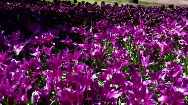 Keukenhof Park Hollanda 'daki lale çayırı. Yüksek kalite 4k görüntü