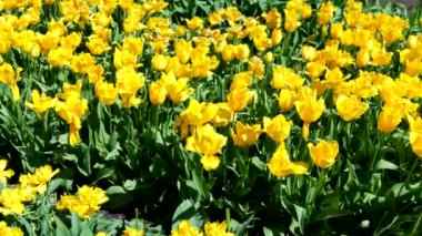 Keukenhof Park Hollanda 'daki lale çayırı. Yüksek kalite 4k görüntü