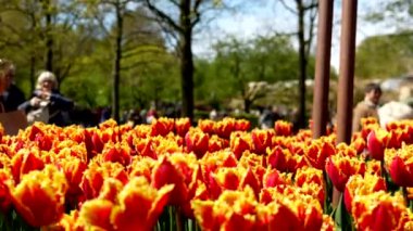 Keukenhof Park Hollanda 'daki lale çayırı. Yüksek kalite 4k görüntü