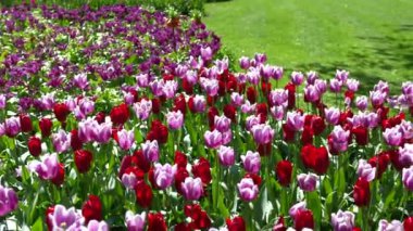 Keukenhof Park Hollanda 'daki lale çayırı. Yüksek kalite 4k görüntü