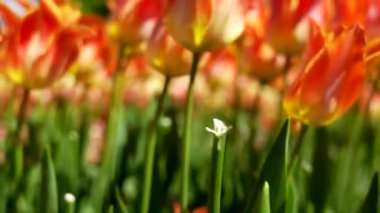 Keukenhof Park Hollanda 'daki lale çayırı. Yüksek kalite 4k görüntü