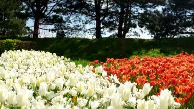 Keukenhof Park Hollanda 'daki lale çayırı. Yüksek kalite 4k görüntü