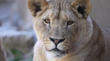 Hayvanat bahçesindeki aslan stok görüntülerini iyi kalitede sunuyor. Yüksek kalite 4k görüntü