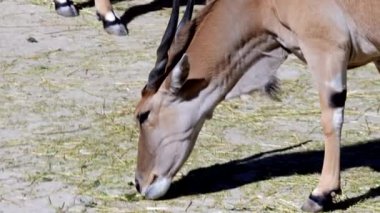 Taurotragus Oryx hayvanat bahçesinde saman yiyor. Yakın çekim kalitesi 50 fp. Yüksek kalite 4k görüntü