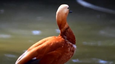 Hayvanat bahçesinde poz veren Ruddy Shelduck 'ler, iyi detay. Yüksek kalite 4k görüntü
