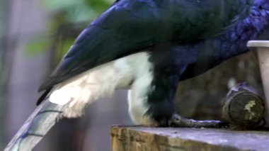 Gümüş yanaklı Hornbill yemek, 4K 'lık yakın çekim. Yüksek kalite 4k görüntü