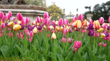 Göz kamaştırıcı lale bahçesi pembe, mor ve sarı çiçeklerle dolu, güzel bir doğa gösterisi yaratıyor.