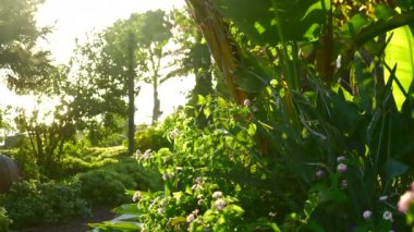 Bahar Çiçekleri: Hollanda 'daki Keukenhof Park Çiçek Çayırları' nı keşfediyorum. Yüksek kalite 4k görüntü