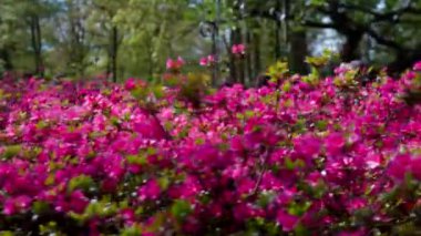 Keukenhof Park Hollanda 'daki çiçek çayırı. Yüksek kalite 4k görüntü