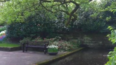 Yeşil bölge Keukenhof Park Hollanda. Yüksek kalite 4k görüntü