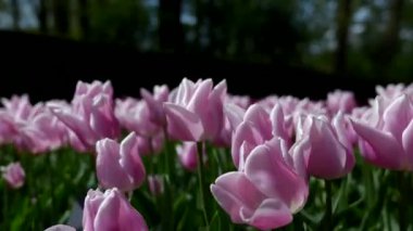 Hollanda Keukenhof Park 'ında yakın plan pembe laleler. Yüksek kalite 4k görüntü