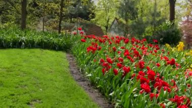 Keukenhof Park Hollanda 'sının panoramik manzarası. Yüksek kalite 4k görüntü