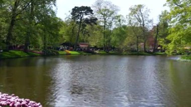 Keukenhof Park Hollanda 'sının panoramik manzarası. Yüksek kalite 4k görüntü