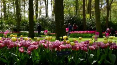 Keukenhof Park Hollanda 'sında çeşitli çiçeklerden oluşan bir çayır. Yüksek kalite 4k görüntü