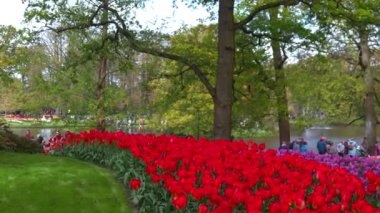 Keukenhof Park Hollanda 'sının panoramik manzarası. Yüksek kalite 4k görüntü