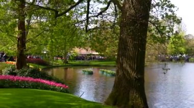 Keukenhof Park Hollanda 'sının panoramik manzarası. Yüksek kalite 4k görüntü