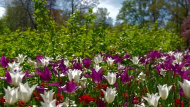 Keukenhof Park Hollanda 'daki çiçek çayırı. Yüksek kalite 4k görüntü