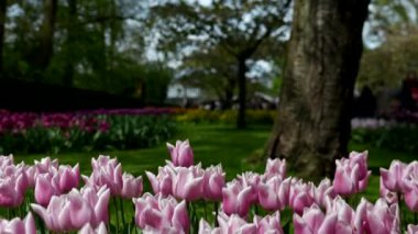 Hollanda Keukenhof Park 'ında yakın plan pembe laleler. Yüksek kalite 4k görüntü