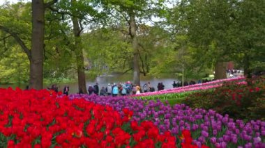 Keukenhof Park Hollanda 'sının panoramik manzarası. Yüksek kalite 4k görüntü