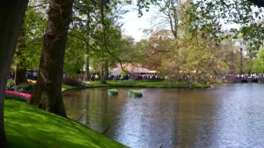 Keukenhof Park Hollanda 'sının panoramik manzarası. Yüksek kalite 4k görüntü