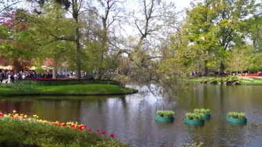Keukenhof Park Hollanda 'sının panoramik manzarası. Yüksek kalite 4k görüntü