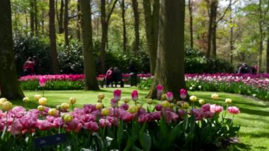 Keukenhof Park Hollanda 'daki çiçek çayırı. Yüksek kalite 4k görüntü