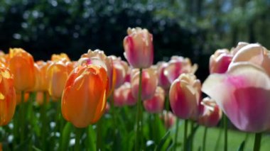 Keukenhof Park Hollanda 'da laleler kapanıyor. Yüksek kalite 4k görüntü