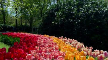 Keukenhof Park Hollanda 'da laleler kapanıyor. Yüksek kalite 4k görüntü