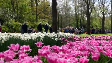Hollanda 'daki Keukenhof Park' ında laleler çiçek açıyor. Yüksek kalite 4k görüntü