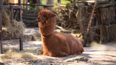 Alpaca Lama Pacos hayvanat bahçesinde güneşli bir günde yatıyor. Yüksek kalite 4k görüntü