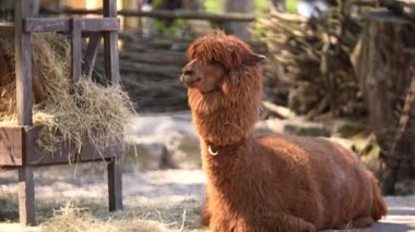 Alpaca Lama Pacos hayvanat bahçesinde güneşli bir günde yatıyor. Yüksek kalite 4k görüntü