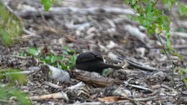 Karatavuklar yerde solucanları arar ve gagalarıyla ayrılır, yakın plan. Yüksek kaliteli FullHD görüntüler