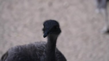 Darwin Rhea hayvanat bahçesinde dolaşır. Yüksek kaliteli FullHD görüntüler