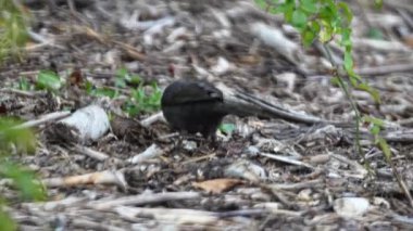 Karatavuklar yerde solucanları arar ve gagalarıyla ayrılır, yakın plan. Yüksek kaliteli FullHD görüntüler