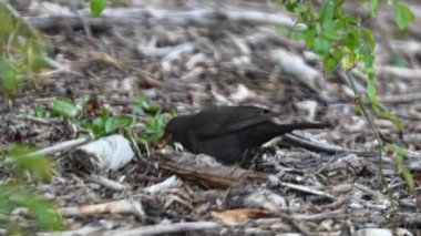 Karatavuklar yerde solucanları arar ve gagalarıyla ayrılır, yakın plan. Yüksek kaliteli FullHD görüntüler