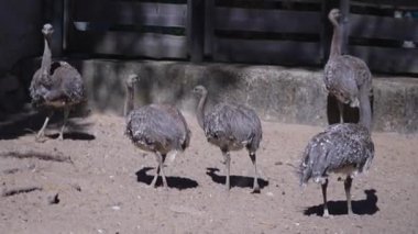 Darwin Rhea hayvanat bahçesinde dolaşır. Yüksek kaliteli FullHD görüntüler